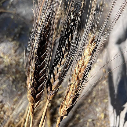 Plant Good Seed Organic Black Eagle Spring Wheat Seed - Pack of 175, Heirloom Seeds for Planting Grains, Vegetables - Gardening Supplies, Vegetable Garden - Non-GMO, Open Pollinated, from USA