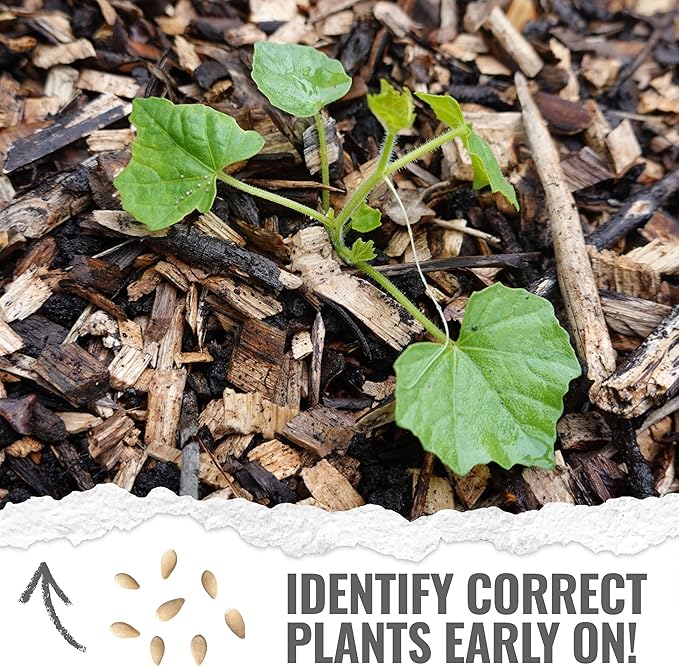 Seed Needs Cucamelon Seeds for Planting Mexican Sour Gherkin Miniature Mouse Melons - Non-GMO Heirloom & Untreated - Grow a Home Grown Indoor Outdoor Vegetable Garden (2 Packs)