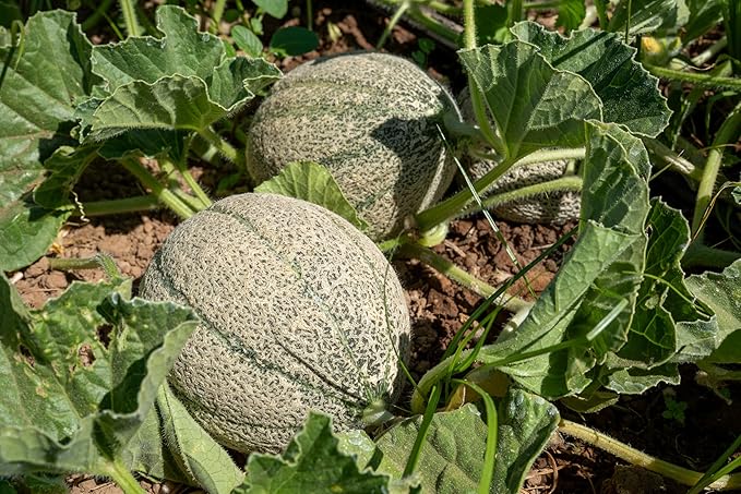 Plant Good Seed Organic Ice Cream Melon Seeds - Pack of 35, Heirloom Seeds for Planting Fruit, Vegetables - Gardening Supplies, Vegetable Garden - Non-GMO, Open Pollinated, from USA
