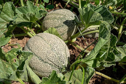 Plant Good Seed Organic Ice Cream Melon Seeds - Pack of 35, Heirloom Seeds for Planting Fruit, Vegetables - Gardening Supplies, Vegetable Garden - Non-GMO, Open Pollinated, from USA