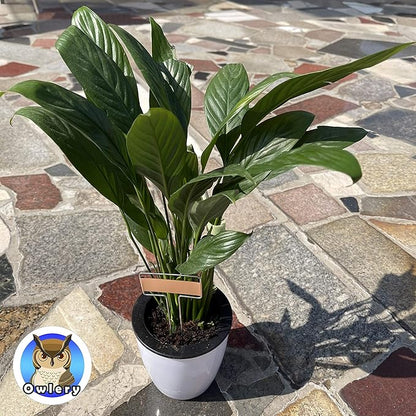 Copper Plate Metal Plant Labels Garden Stake Tags Reusable Planting Gardening Markers (5 x 2.6 inch)
