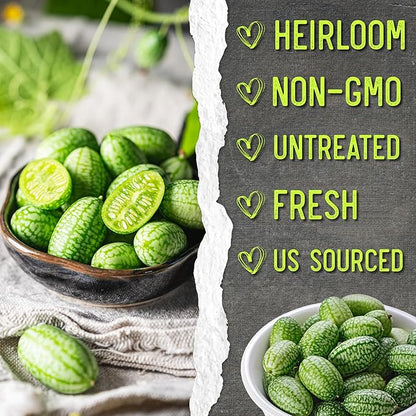 Seed Needs Cucamelon Seeds for Planting Mexican Sour Gherkin Miniature Mouse Melons - Non-GMO Heirloom & Untreated - Grow a Home Grown Indoor Outdoor Vegetable Garden (1 Pack)