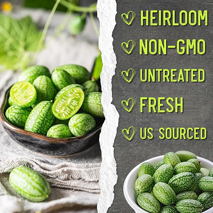 Seed Needs Cucamelon Seeds for Planting Mexican Sour Gherkin Miniature Mouse Melons - Non-GMO Heirloom & Untreated - Grow a Home Grown Indoor Outdoor Vegetable Garden (5 Packs)