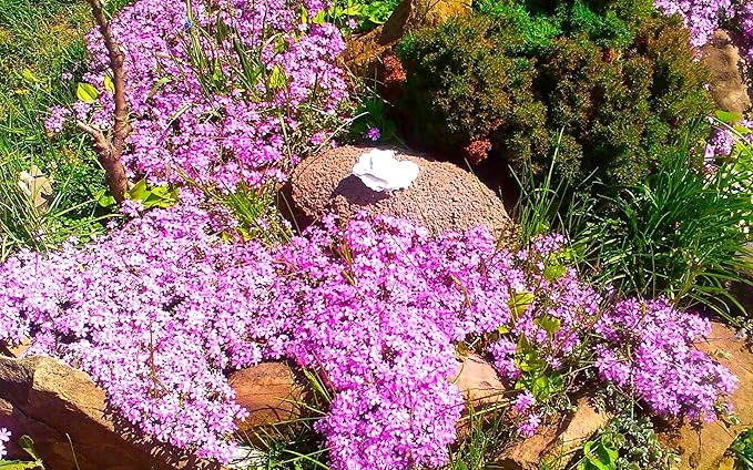 Seeds Pink Creeping Baby's Breath 1000+ Seeds to Grow Perennial Spreading Gypsophila Perfect Groundcover or Cascade Over Walls
