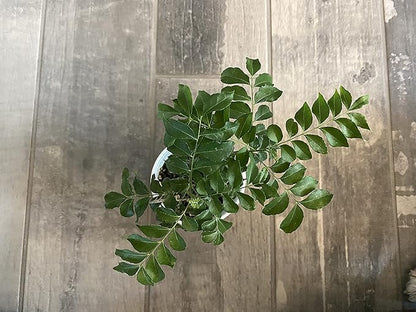 Curry Leaf Plant - Live Plant (Murraya Koenigii), 6 Inches