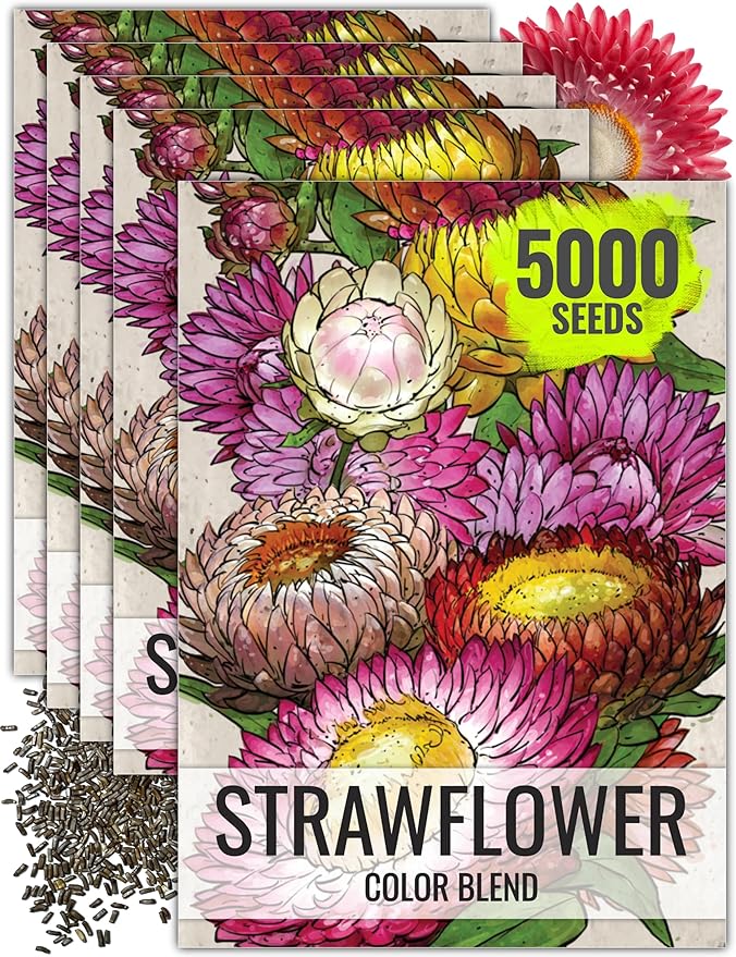 Seed Needs Strawflower Seeds for Planting - Heirloom & Open Pollinated Annual Flower Seed - Grow a Colorful Mix of Wildflowers for a Butterfly Garden, Bouquets & Floral Arrangements (5 Packs)
