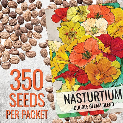 Seed Needs Flower Seeds Nasturtium Double Gleam Seed Edible Multicolor Blooms | 350+ Heirloom Seeds Tropaeolum Majus Untreated Bulk Flower Seed | 1.5 Ounce Resealable Pouch