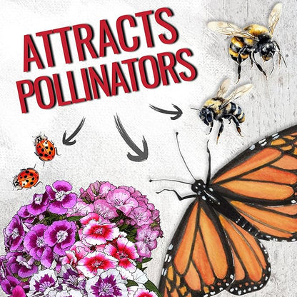 Seed Needs Sweet William Seeds for Planting Dianthus Flowers - Heirloom & Open Pollinated Annual Wildflower Seed Mix to Attract Butterflies, Bees & Other Pollinators to a Butterfly Garden (XL Pack)