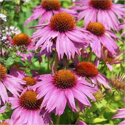 Seed Needs Deer Resistant Wildflower Seed Mix | 2 Ounce 30,000+ Seeds 22 Annual Perennial Species Open Pollinated | Bulk Seeds Mixed Color Blooms Annual Perennial Flowering Seed