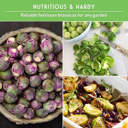 Brussels Sprouts Seeds 3 Variety Pack for Planting | Red, Catskill, Long Island Improved Heirloom Vegetable Seed to Plant Cool Season Open-Pollinated Brussel Sprout Types – Survival Garden Seeds