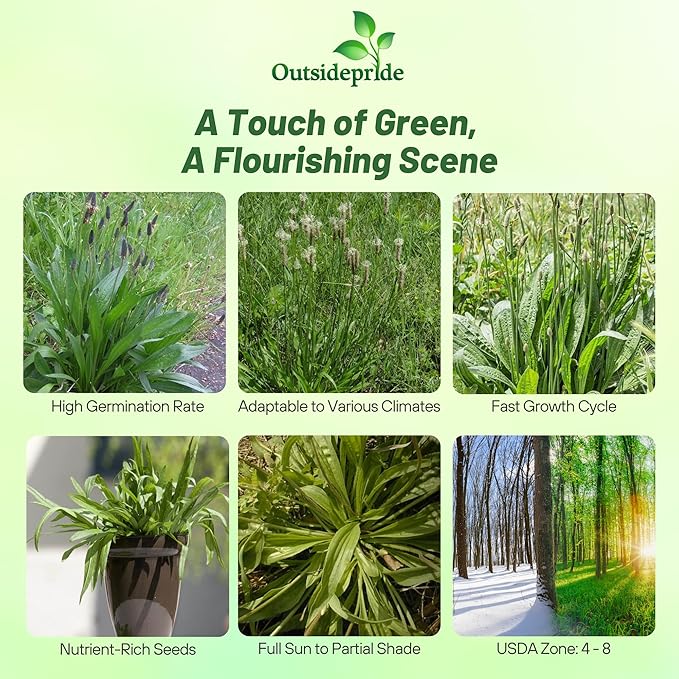 Outsidepride English Plantain Seeds for Planting - 5,000 Pcs Perennial, Easy-to-Grow Herb Seeds for Culinary, Farm & Household Uses, Low-Growing Foliage for Tropical & Subtropical Climates