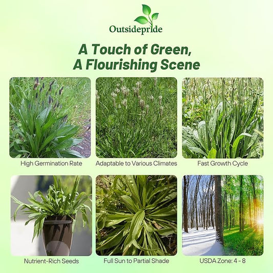 Outsidepride English Plantain Seeds for Planting - 5,000 Pcs Perennial, Easy-to-Grow Herb Seeds for Culinary, Farm & Household Uses, Low-Growing Foliage for Tropical & Subtropical Climates