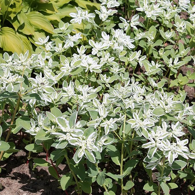 Outsidepride Snow On The Mountain Euphorbia Seeds for Planting - 500 Pcs Annual, Easy to Grow, Drought-Tolerant Flower Seeds with White & Green Bracts for Floral Arrangements & Bouquets