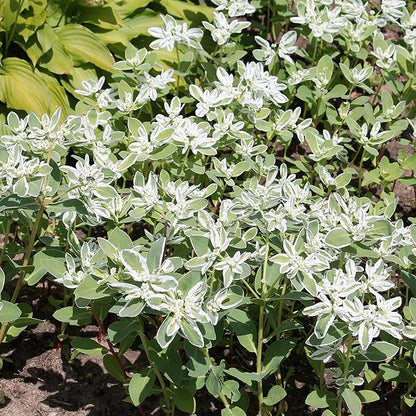 Outsidepride Snow On The Mountain Euphorbia Seeds for Planting - 500 Pcs Annual, Easy to Grow, Drought-Tolerant Flower Seeds with White & Green Bracts for Floral Arrangements & Bouquets