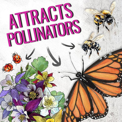 Seed Needs Giant Star Columbine Seeds for Planting Mckana's Mixture - Heirloom & Open Pollinated Colorful Flowers That Attract Pollinators/Butterflies (2 Packs)