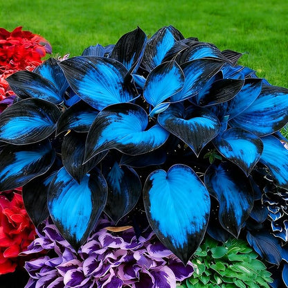 Hosta Seeds for Planting, 230+pcs Rare Perennial Hosta Flower Seeds, Non-GMO Heirloom Long Blooming Plants Shaded Entry Pathway Flowers for Garden Outdoors