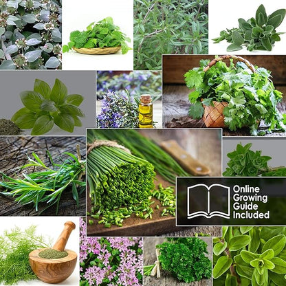 12 Culinary Herb Seeds Pack - Heirloom and Non GMO, Grown in USA - Indoor or Outdoor Garden - Basil, Parsley, Dill, Cilantro, Rosemary, Mint, Thyme, Oregano, Tarragon, Chives, Sage & More