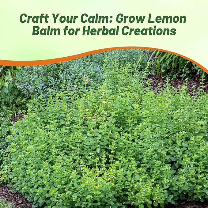 Outsidepride Lemon Bee Balm Seeds - 10,000 Perennial, Easy to Grow & Pollinator Friendly Melissa officinalis Flower Seeds for Planting Mint Scented Leaves & Edible Blooms, Great for Teas & Potpourri
