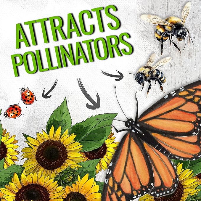 Seed Needs Sunflower Seeds for Planting Dwarf Sunspot Sunflowers - Heirloom & Open Pollinated Annual Cut Flower Seed to Plant 2 Foot Tall Sun Flowers (10 Packs)