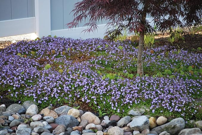 Perennial Farm Marketplace Mazus reptans (Creeping Blue) Groundcover, 1 Quart, Bright Bluish Colored Flowers