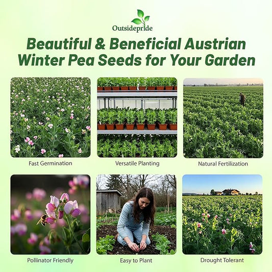 Outsidepride Austrian Winter Peas Seeds for Planting – 10 lbs Bag (Cool-Season Cover Crop, High-Protein Deer Food Plot Seed) Field Peas, Cover Crop Seeds, Spring Mix for Soil Health & Forage