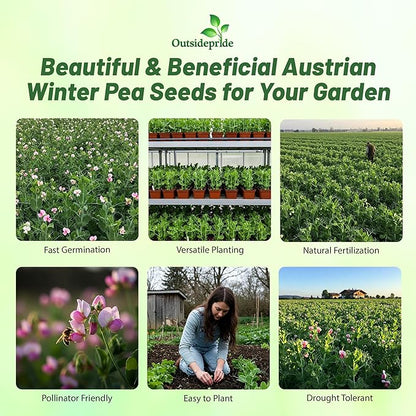 Outsidepride Austrian Winter Peas Seeds for Planting – 50 lbs Bag (Cool-Season Cover Crop, High-Protein Deer Food Plot Seed) Field Peas, Cover Crop Seeds, Spring Mix for Soil Health & Forage