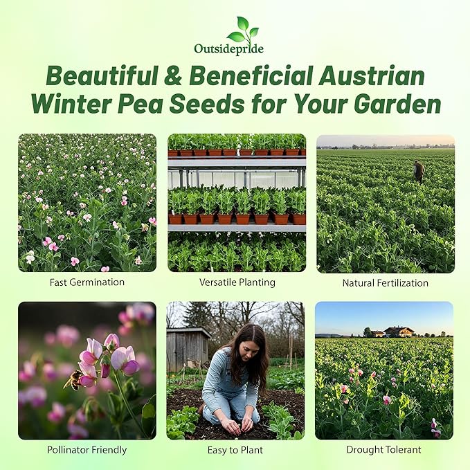 Outsidepride Austrian Winter Peas Seeds for Planting – 5 lbs Bag (Cool-Season Cover Crop, High-Protein Deer Food Plot Seed) Field Peas, Cover Crop Seeds, Spring Mix for Soil Health & Forage