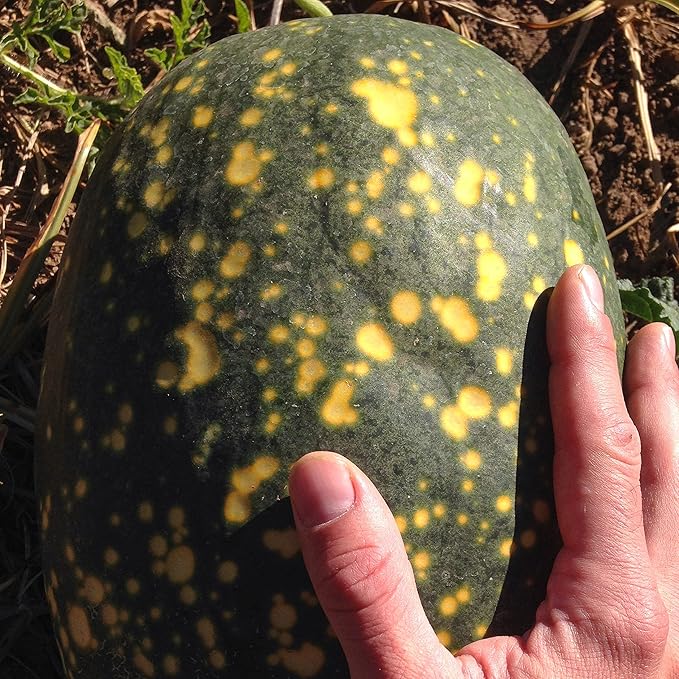 Plant Good Seed Organic Moon and Stars Yellow Watermelon Seeds - Pack of 20, Heirloom Seeds for Planting Fruits, Vegetables - Gardening Supplies, Fruit, Vegetable Garden - Non-GMO, from USA