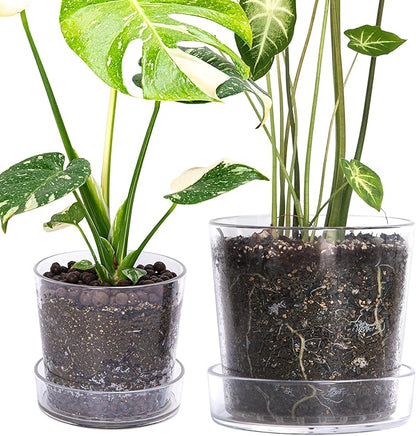 Phoenix Vine 6.5 Inch 8 Inch Clear Acrylic Houseplants Planter Pot with Tray, Orchid Pot with Drainage Holes, Deep Saucer for Bottom Watering, Transparent Containers for Indoor Plants, Herbs, 91-B-X