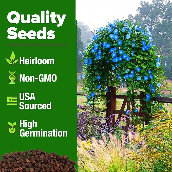 HOME GROWN Heavenly Blue Morning Glory - 150 Heirloom Seeds for Planting, Ideal for a Flower Garden That Attracts Pollinators and Birds (Ipomoea Tricolor)
