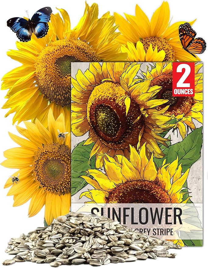Seed Needs Sunflower Seeds to Plant Mammoth Grey Stripe | 2 Ounce Large Resealable Pouch Heirloom Seeds Helianthus Annuus Non GMO | Bulk Tall Growing Sun Flowers