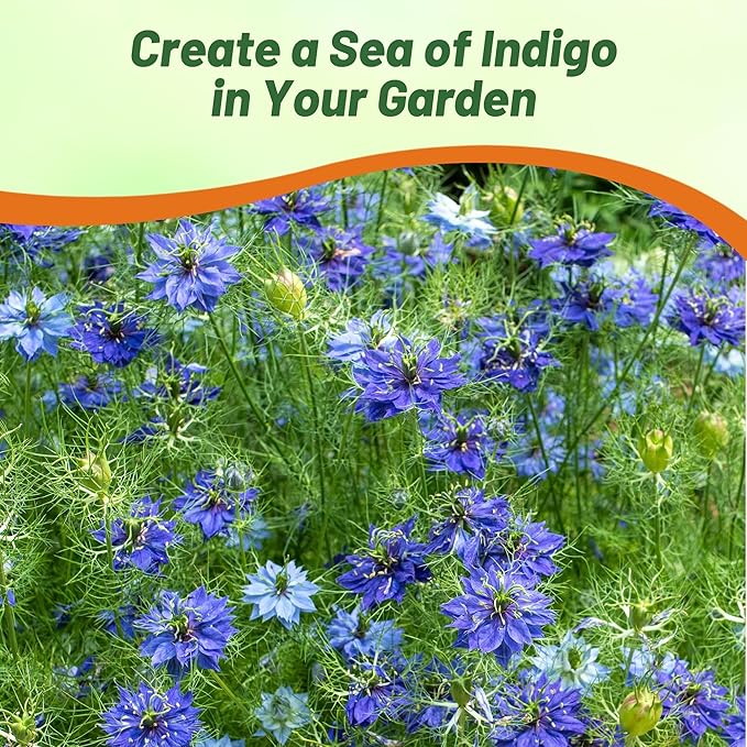 Outsidepride Jewels Indigo Nigella Seeds - 2000 Pcs Annual Flower Seeds for Planting with Vibrant Blooms & Lacy, Fern-Like Foliage, Attractive Cut Flower for Small Garden Spaces & Floral Arrangements