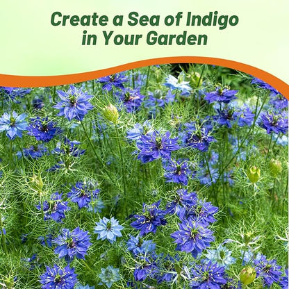 Outsidepride Jewels Indigo Nigella Seeds - 2000 Pcs Annual Flower Seeds for Planting with Vibrant Blooms & Lacy, Fern-Like Foliage, Attractive Cut Flower for Small Garden Spaces & Floral Arrangements