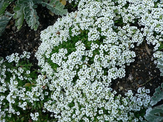 Alyssum Carpet of Snow Nice Garden Flower by Seed Kingdom Bulk 60,000 Seeds