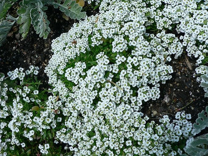 Alyssum Carpet of Snow Nice Garden Flower by Seed Kingdom 2,000 Seeds