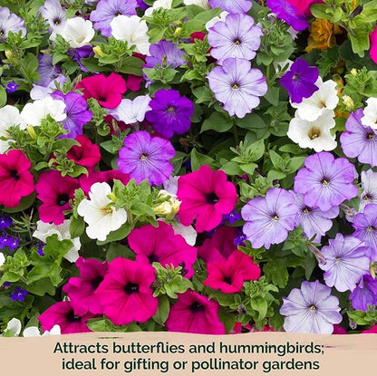 KVITER 4,000 Mix Dwarf Petunia Seeds for Planting Flowers (Nana Compacta) — Mini Petunia Flower Seeds, Annual, Organic & Non GMO — Beds, Hanging Baskets, Containers, Outdoor & Indoor Garden