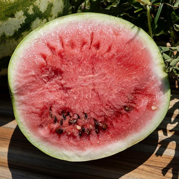 Plant Good Seed Organic Sweet Dakota Rose Watermelon Seeds for Planting: Fast Growing, Appropriate for Cooler Summer Climates, 15-20 Pound Fruits - 20 Seed Packet