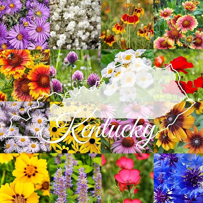 Kentucky Bulk Perennial Wildflower Seed Mix 1lb Covers 2,000sq-ft - Attract Pollinators, Multi-Color Blooms - Midwest US Species Plant in Spring/Fall - Earth-Friendly Packaging (1/2 Pound)