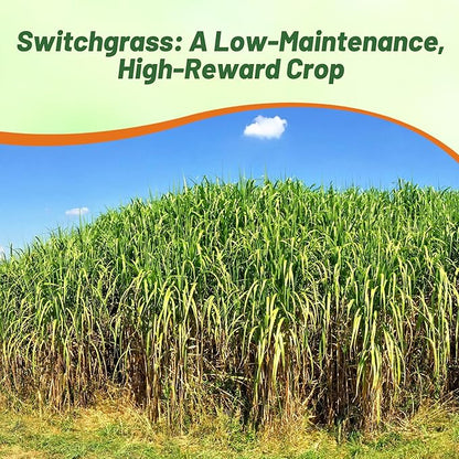 Outsidepride Switchgrass Seed - 25 lbs. Perennial Hardy, Drought & Flood Tolerant Native Grass Seed Ideal Fast-Growing Grasses for Erosion Control, Wildlife Forage & Food Plots, Thrives in Poor Soil