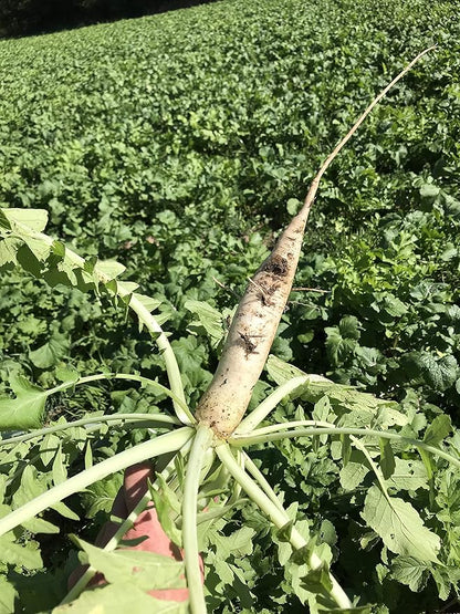 Hale Habitat & Seed Daikon Radish Food Plot Seed, 5 lbs
