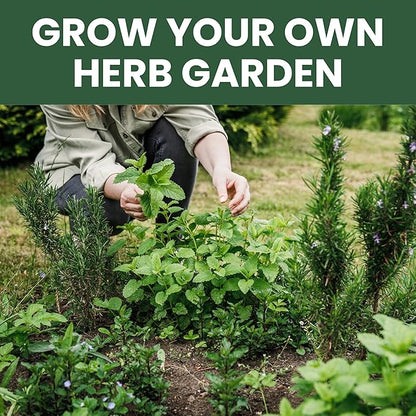 Herb Seeds | 10 Individual Packs | 2026 Season | Non-GMO | Mint, Parsley, Basil, Thyme & More! | for Planting Indoor & Outdoor | by Family Sown