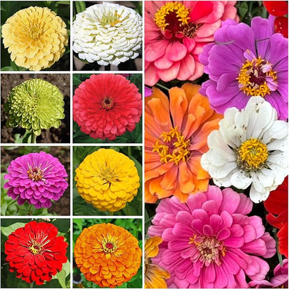 Seed Needs Zinnia Seeds for Planting California Giants Zinnias - Collection of 9 Individual Heirloom Seed Packets - Grow a Butterfly Garden to Attract Butterflies, Bees & Other Pollinators