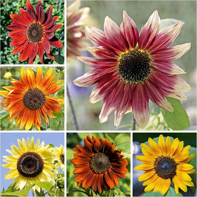 Seed Needs Sunflower Seeds to Plant Sunset Blend 7 Varieties Mix | 2000+ Seeds Helianthus Annuus Heirloom Open Pollinated Bulk Flower Seed | Multicolored Sun Flowers Garden Favorite