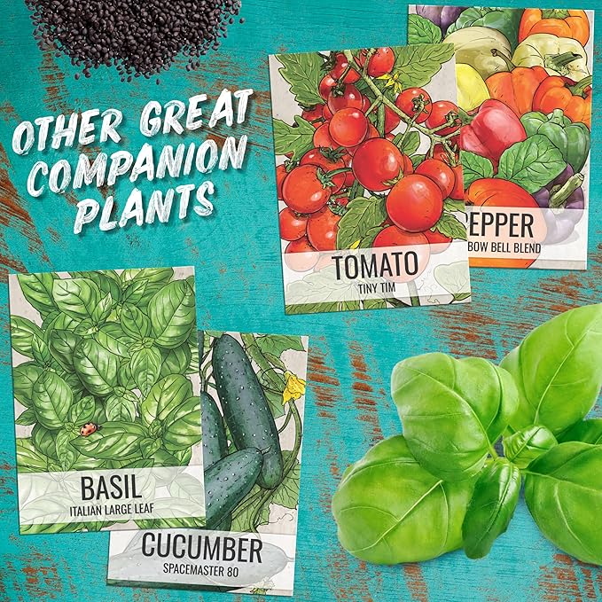 Seed Needs Cucamelon Seeds for Planting Mexican Sour Gherkin Miniature Mouse Melons - Non-GMO Heirloom & Untreated - Grow a Home Grown Indoor Outdoor Vegetable Garden (2 Packs)