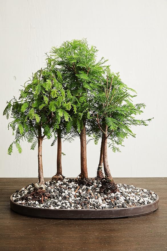 Calcined Clay for Bonsai, Succulent, Cactus | 2 Quarts Bag | 1/8” Particle Size | The Bonsai Supply