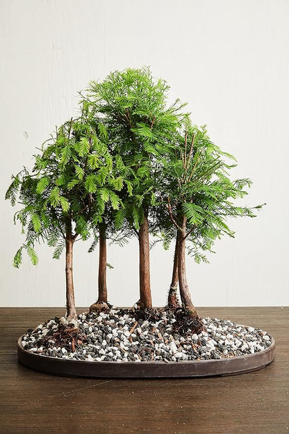 Calcined Clay for Bonsai, Succulent, Cactus | 2 Quarts Bag | 1/8” Particle Size | The Bonsai Supply