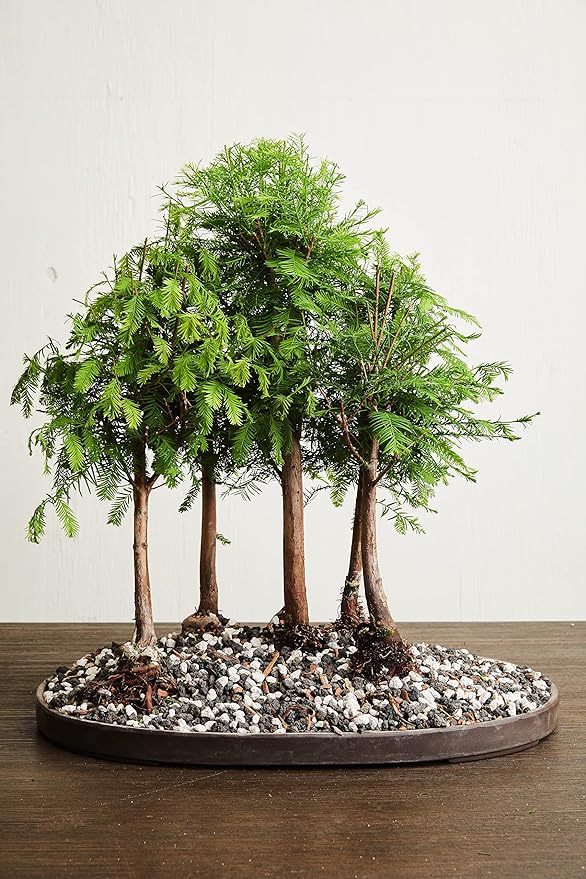 Pumice for Bonsai, Succulent, Cactus, Alocasia, Monstera, and Tropical Aroids | 20 Quarts Bag | 1/4” Particle Size | The Bonsai Supply