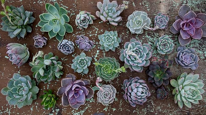 Espoma Organic Cactus Potting Soil Mix, Natural & Organic Soil for Cactus, Succulent, Palm, and Citrus grown in containers both indoors and outdoors, 4 qt, Case of 12
