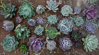 Espoma Organic Cactus Potting Soil Mix, Natural & Organic Soil for Cactus, Succulent, Palm, and Citrus grown in containers both indoors and outdoors, 4 qt, Case of 12