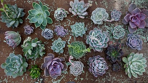 Espoma Organic Cactus! Plant Food, Natural & Organic Fertilizer for All Cactus, Succulents, Palm, and Citrus Both Indoors and Outdoors, 8 oz, Pack of 4